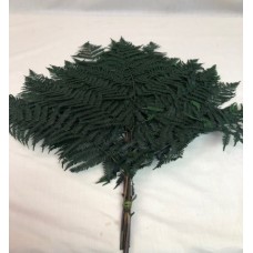 BRACKEN FERN PRESERVED  16" x 10"  GREEN (BULK) 